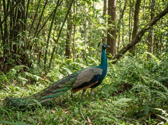 Spalding Peafowl