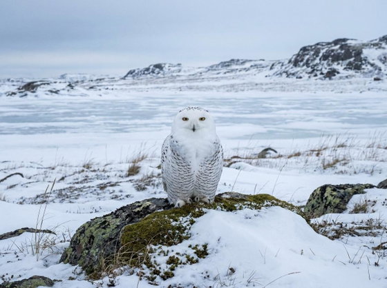 snowy owl