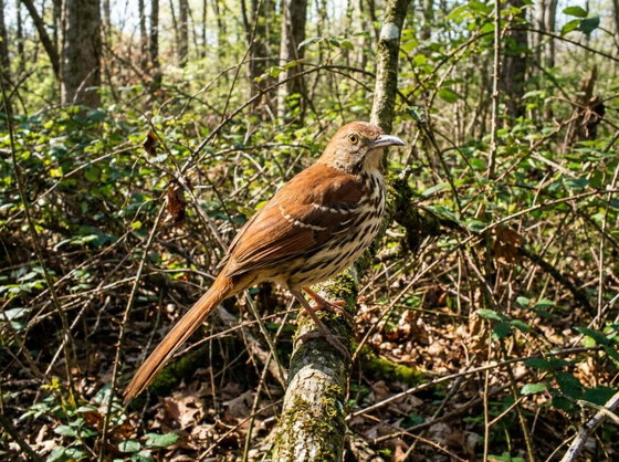 brown thrasher