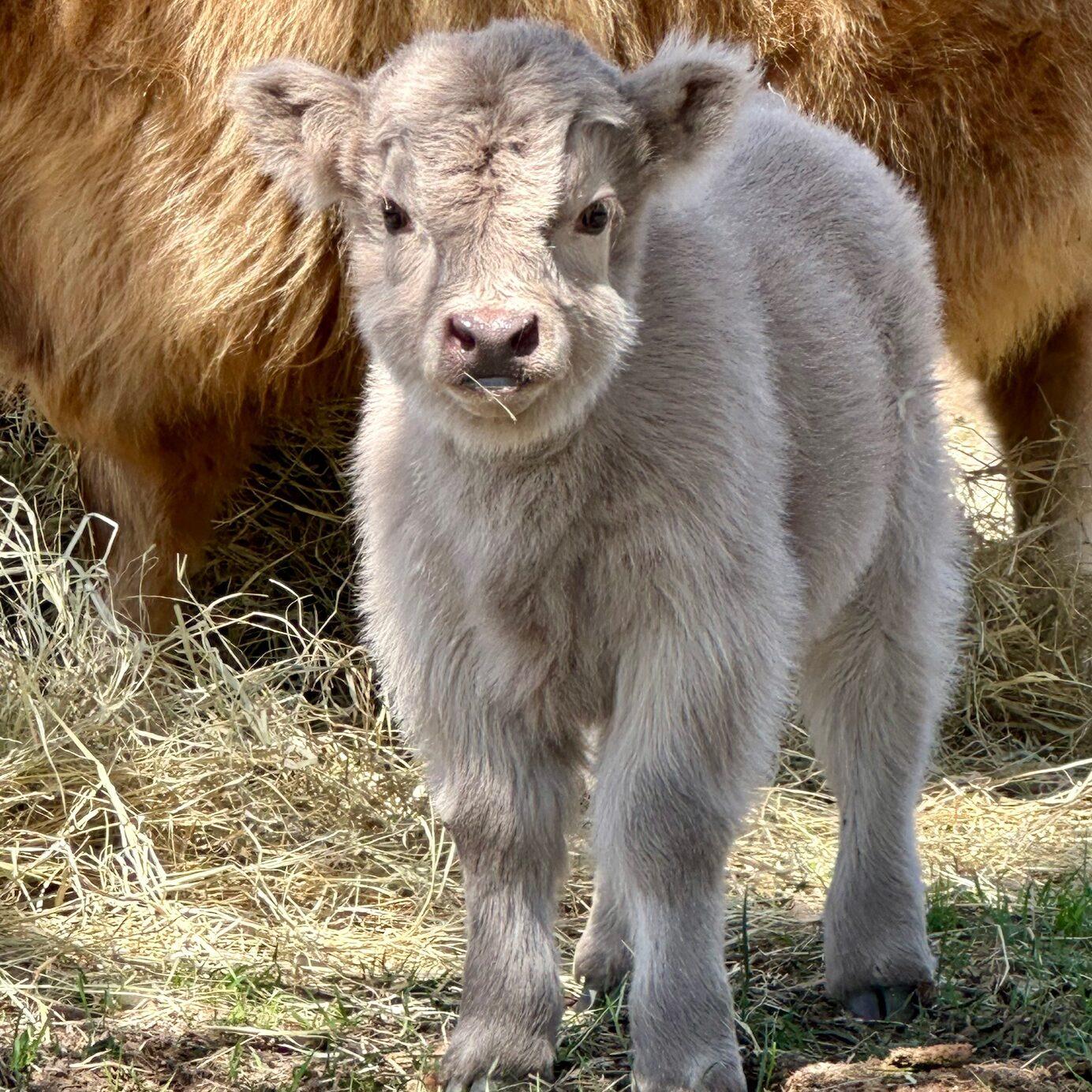 Leonardo Baby Bull II