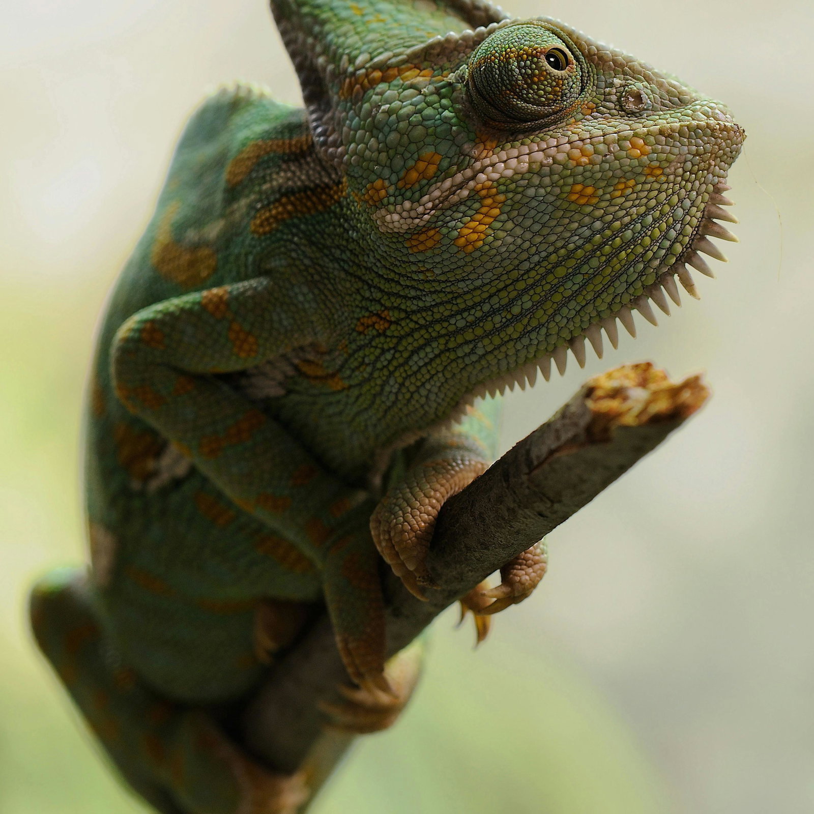 Fixed price 2