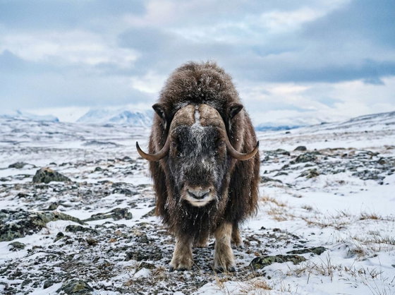 muskox