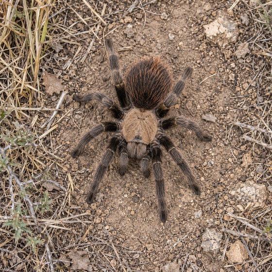 Texas tan tarantula