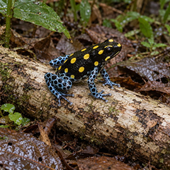 Brazilian poison frog