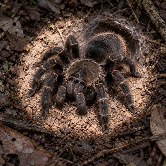 Selenocosmia kovariki