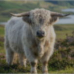 Biscuit QA profile picture
