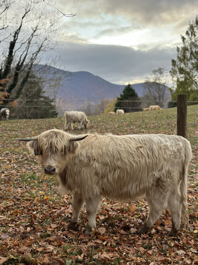 Skye, photo 5