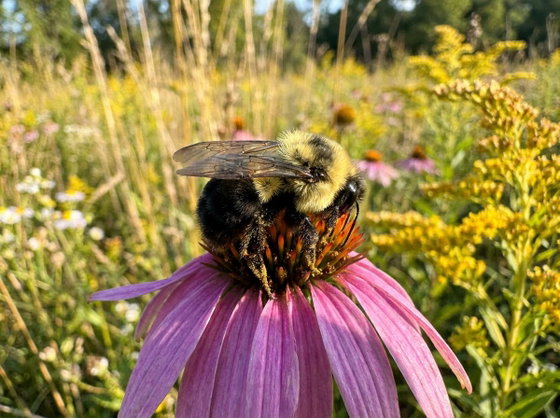 common eastern bumble bee