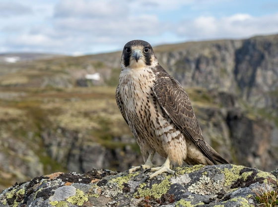 peregrine x gyrfalcon hybrid