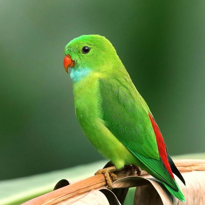 Birdie profile picture