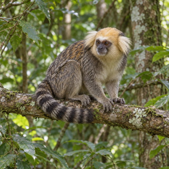 buffy-headed marmoset