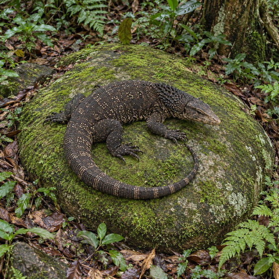 roughneck monitor