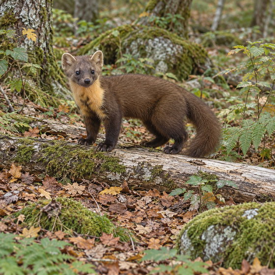 European pine marten