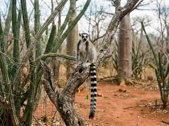 ring-tailed lemur