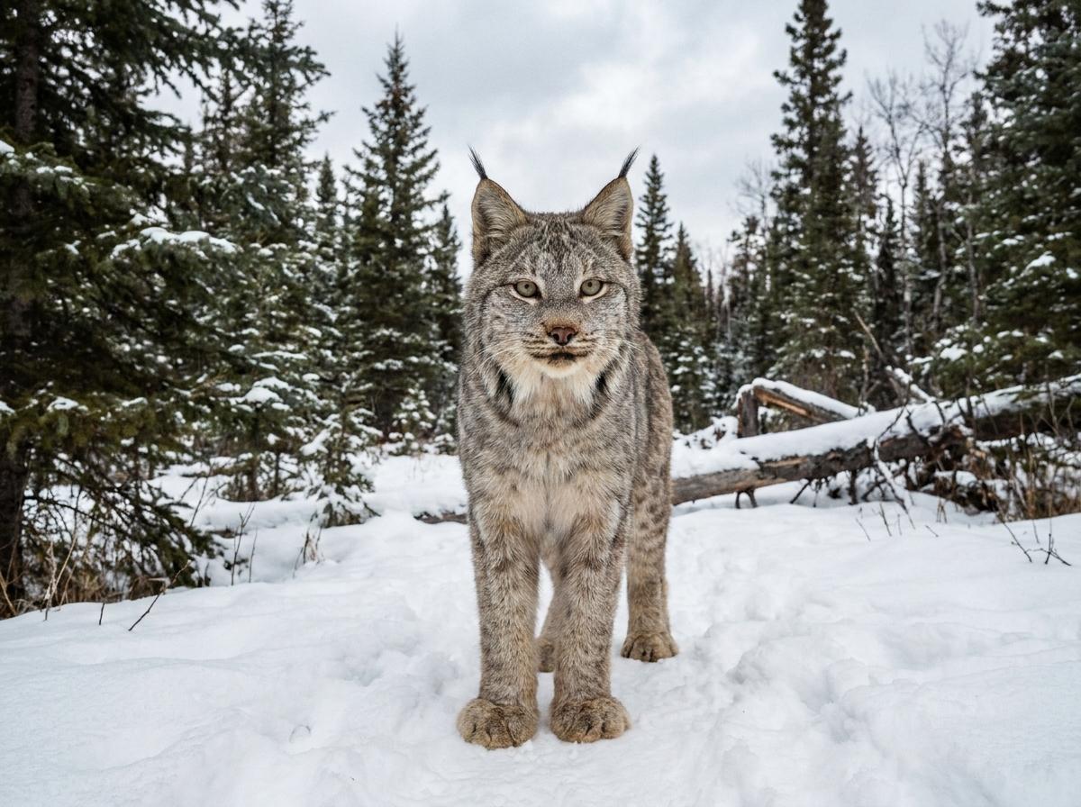 Canada lynx