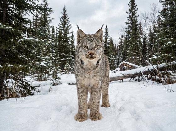 Canada lynx