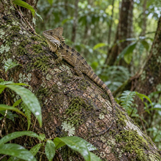 Boyd's forest dragon