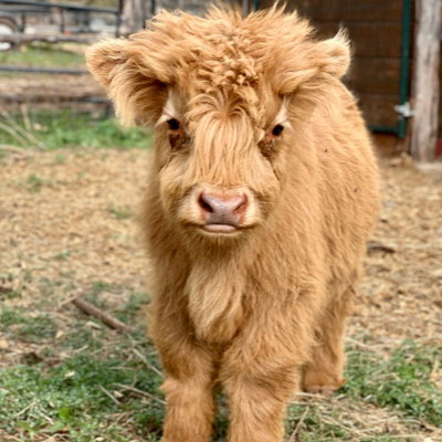 Timmy profile picture