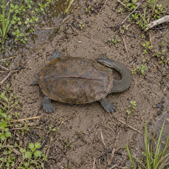 oblong turtle
