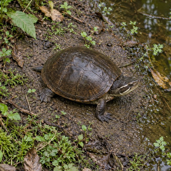 white-lipped mud turtle