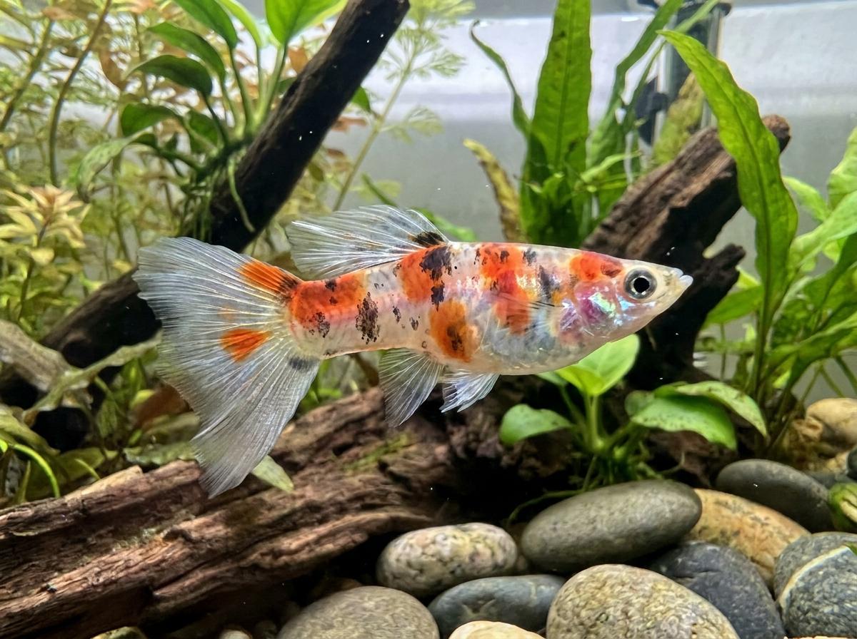 Koi