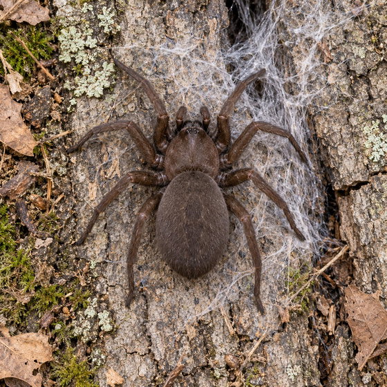 southern house spider