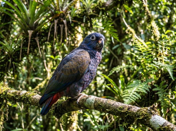 Maximilian's pionus