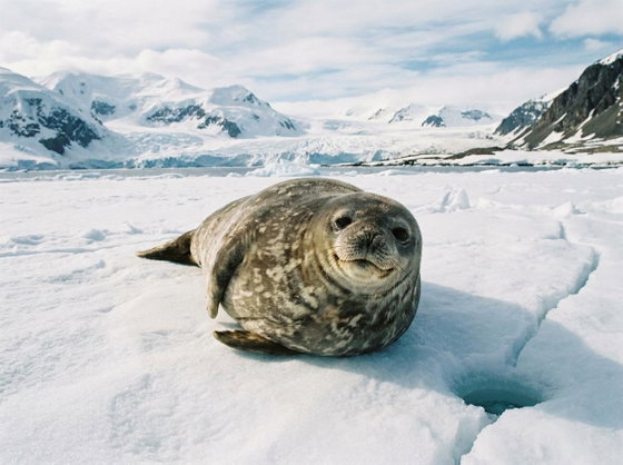 Weddell seal