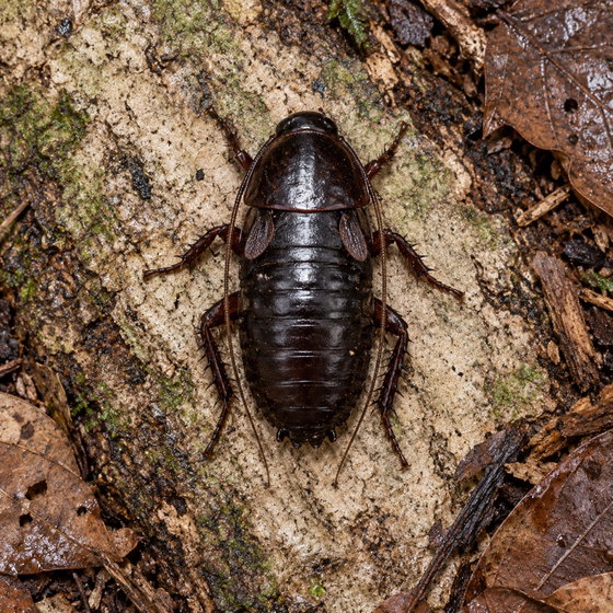 oriental cockroach