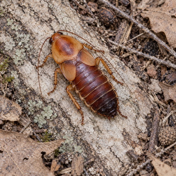 Arizona wood cockroach