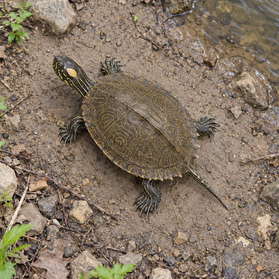 Ouachita map turtle