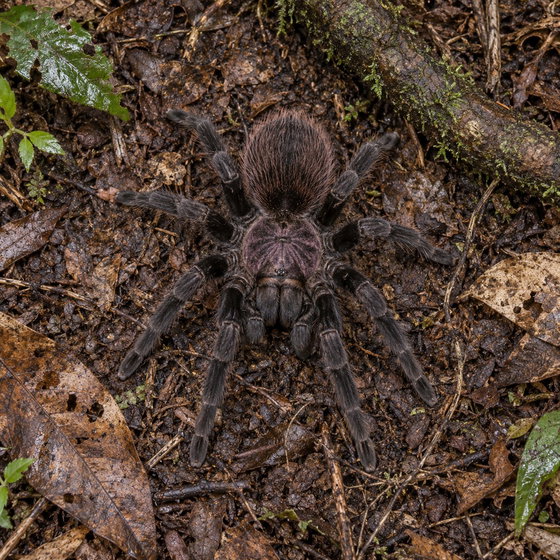 Amazon blue bloom tarantula