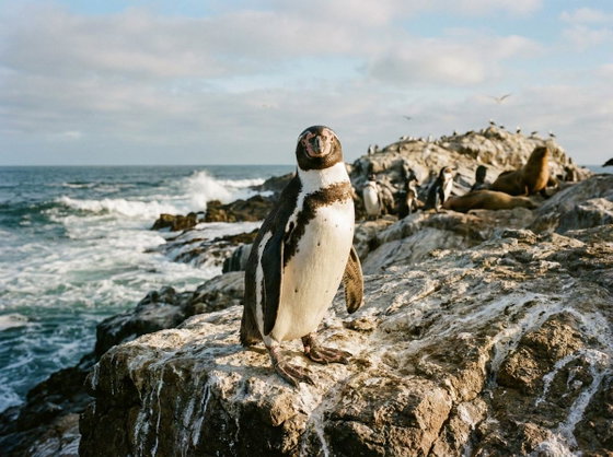 Humboldt penguin