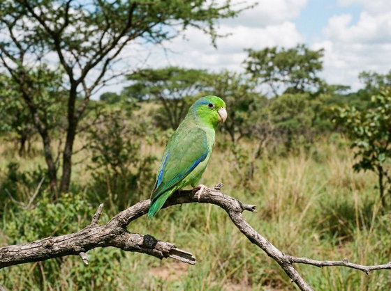 green-rumped parrotlet