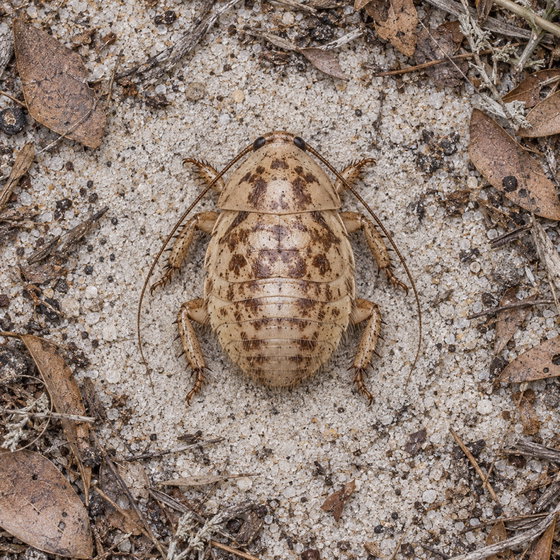 Florida sand cockroach