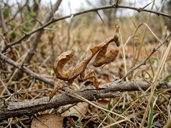 ghost mantis
