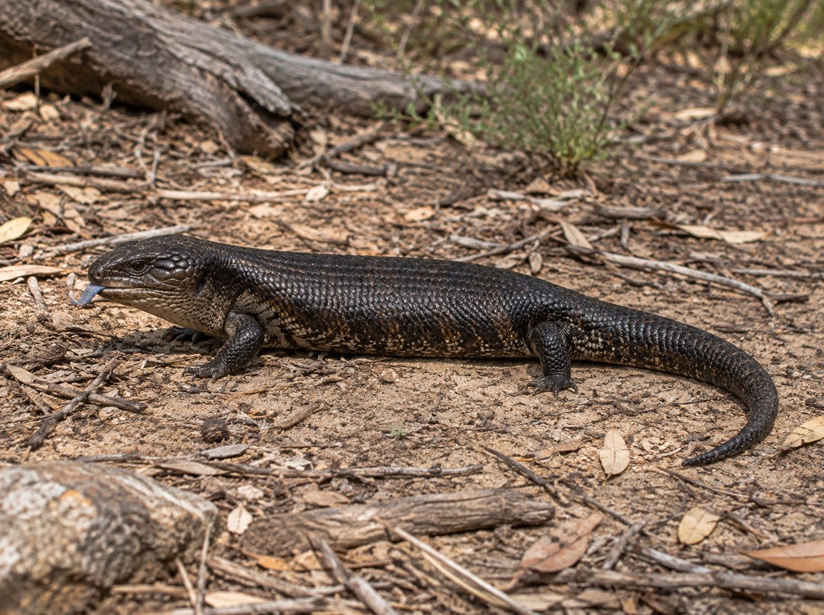Melanistic