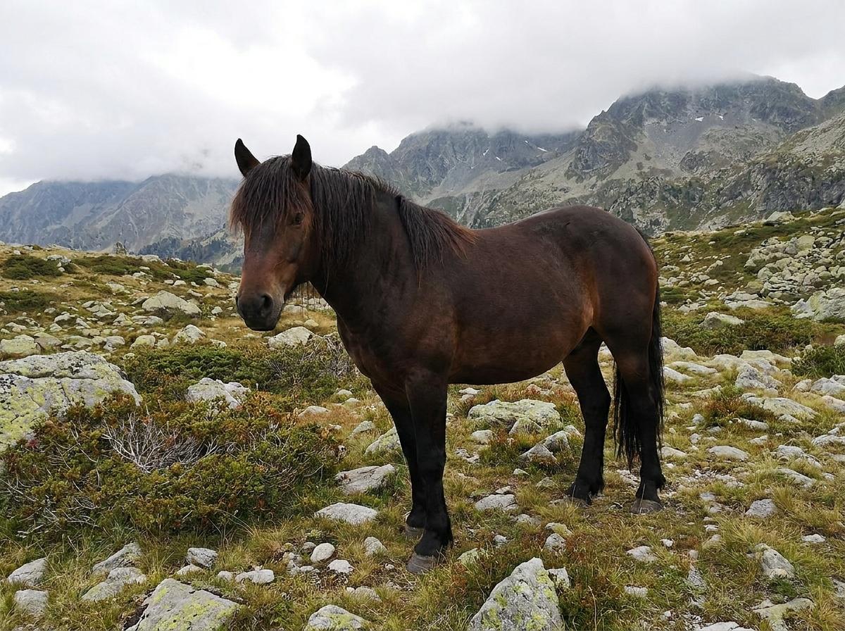 Samolaco Horse
