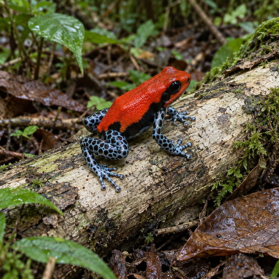 reticulated poison frog