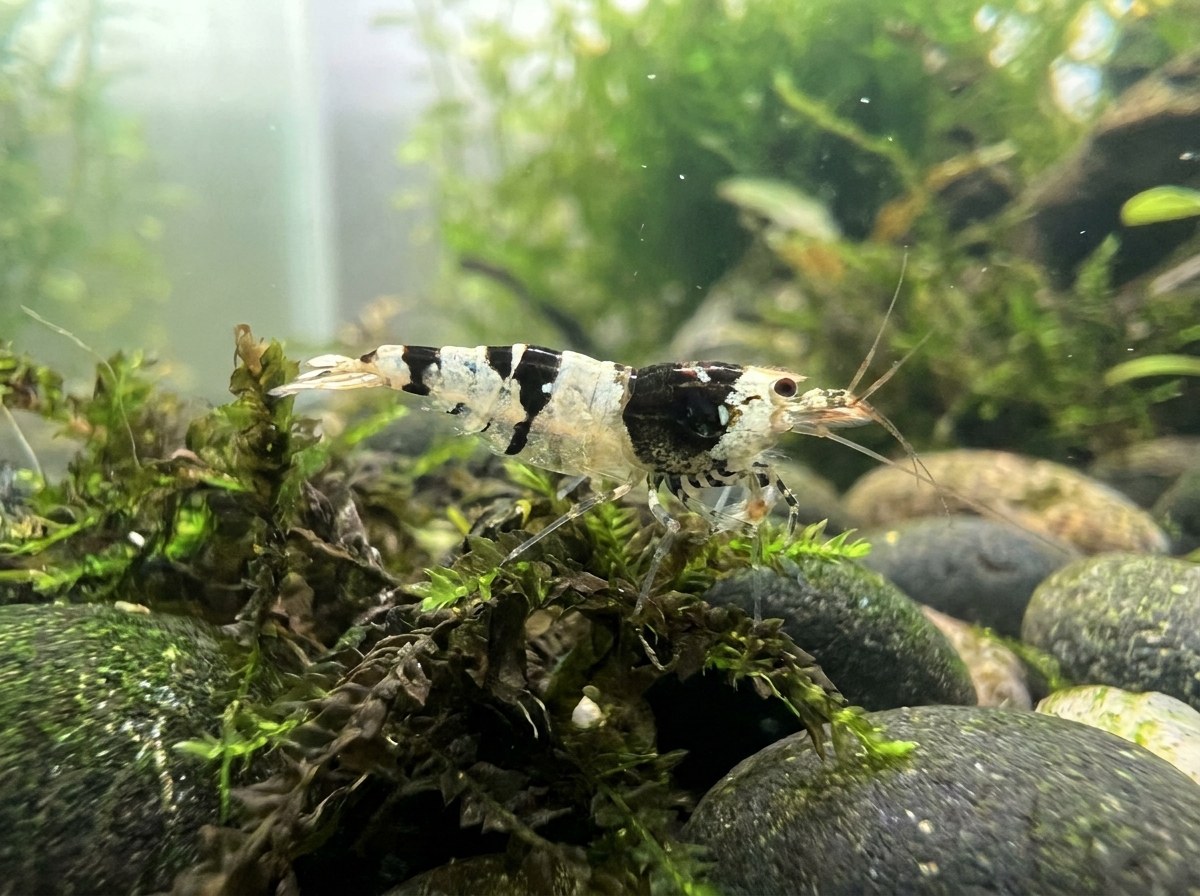 Crystal Black
