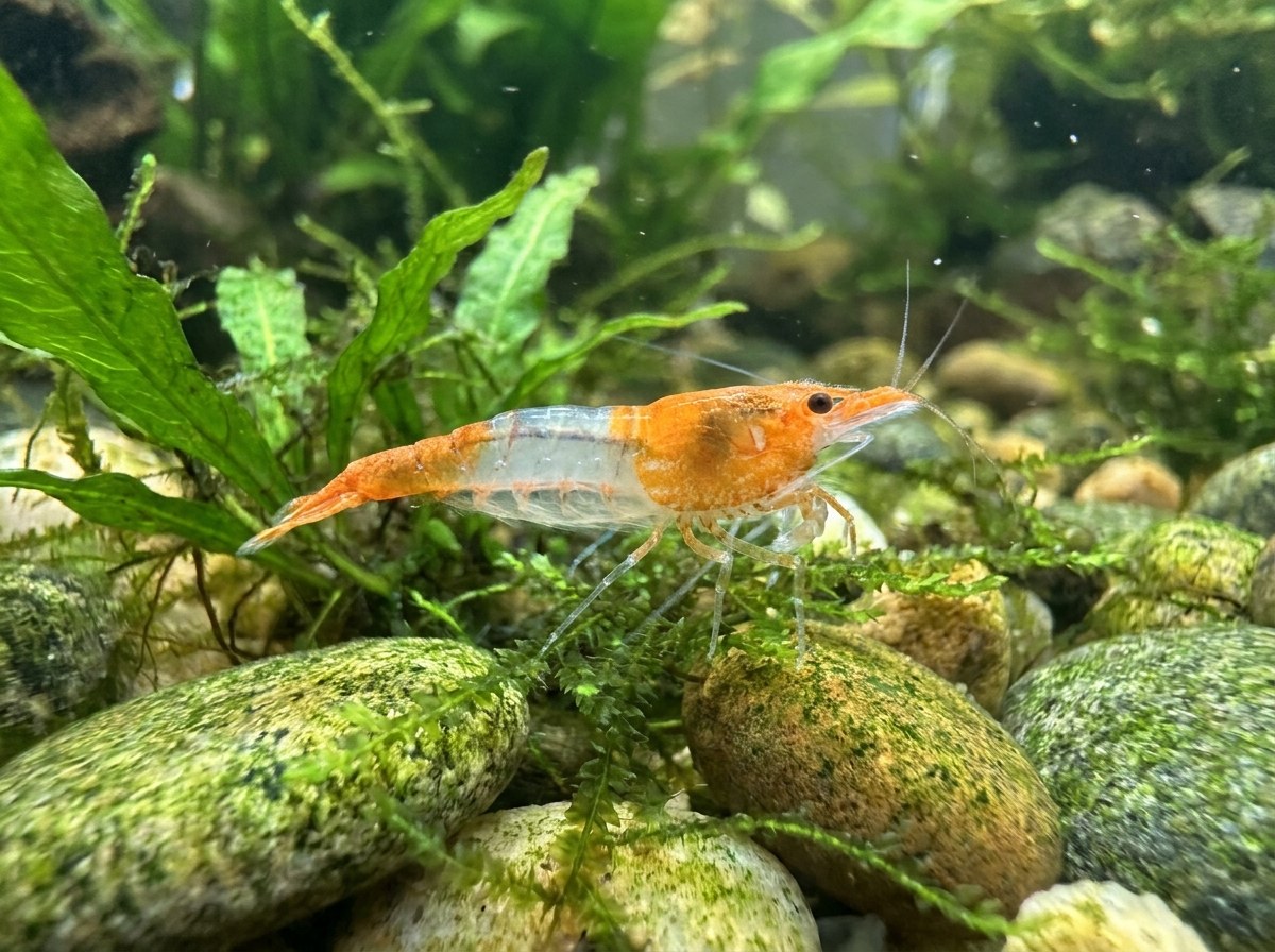 Orange Rili