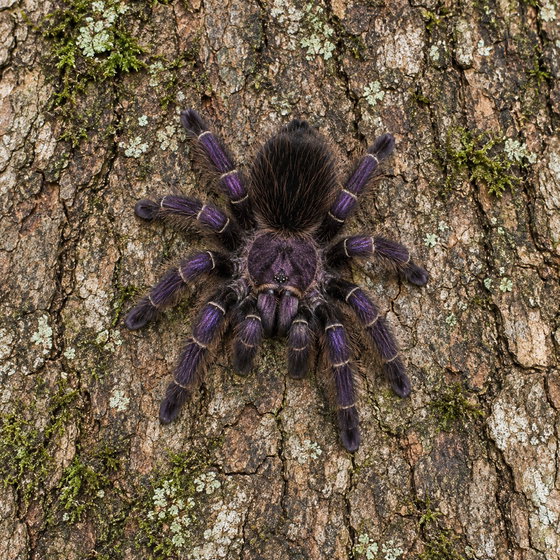 purple pink toe tarantula