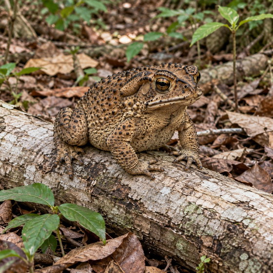 Asian common toad