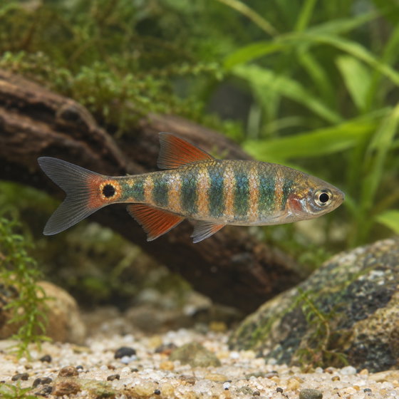 emerald dwarf rasbora