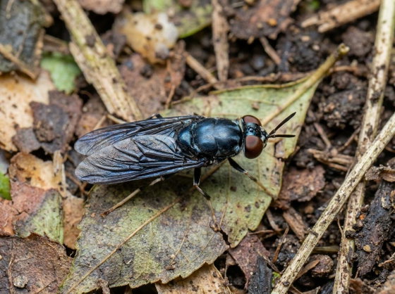 black soldier fly