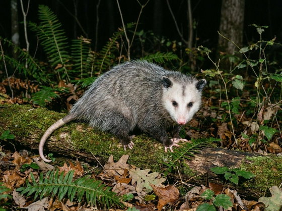 Virginia opossum