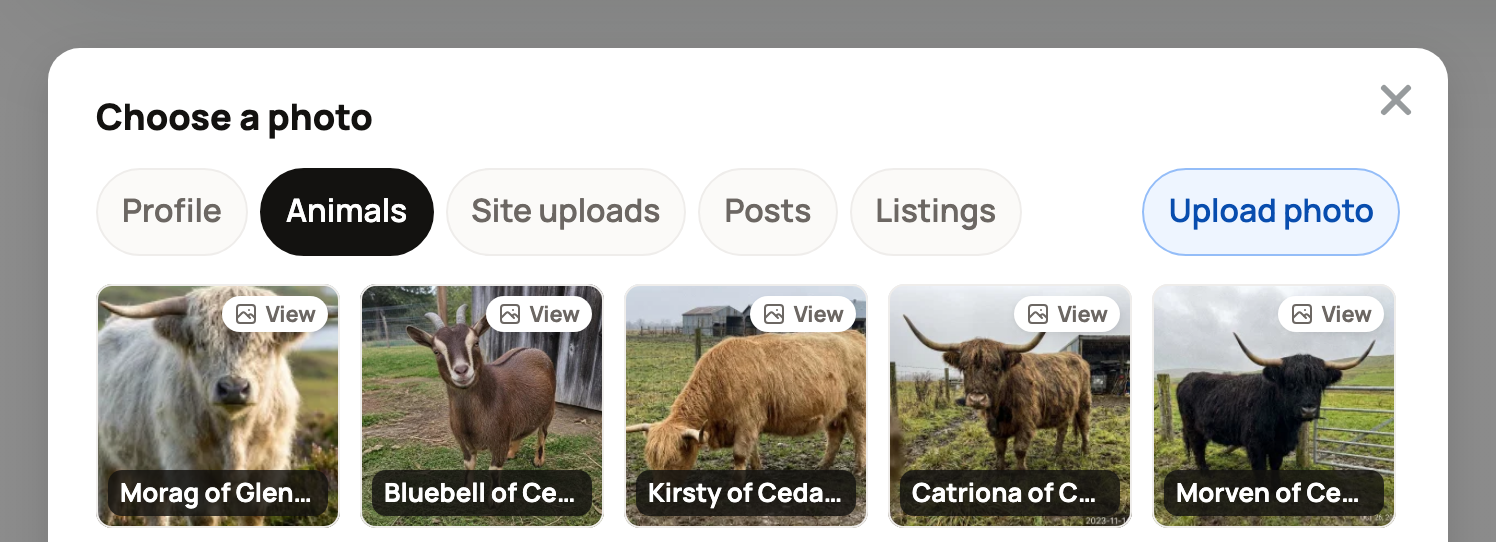 Choose a photo panel with Profile, Animals, Site uploads, Posts and Listings tabs, an Upload photo button, and a row of Highland cattle and goat photos