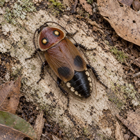 warty glowspot roach