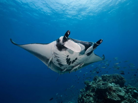 giant oceanic manta ray