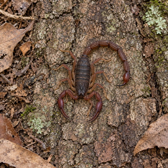 brown bark scorpion